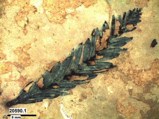 Tracheophyta