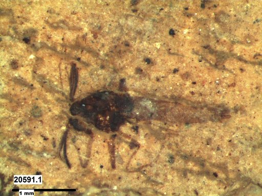 Diptera