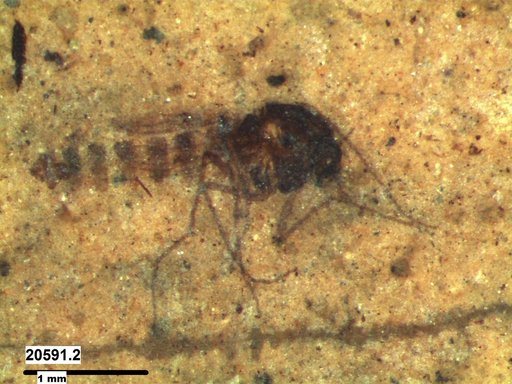 Diptera