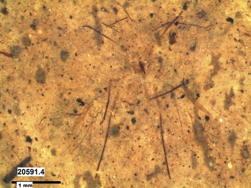 Aphididae