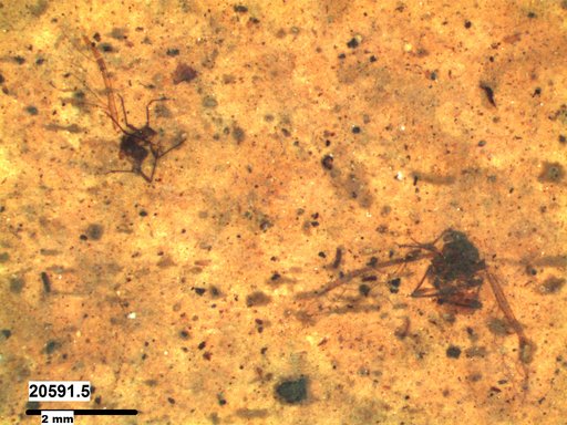 Aphididae