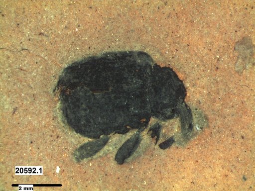 Genus sp