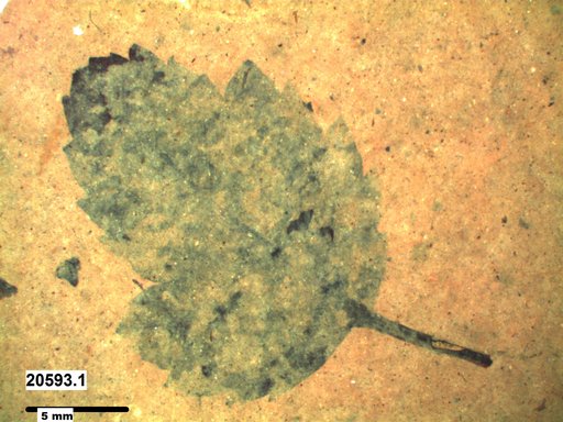 Tracheophyta