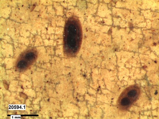 Daphniidae