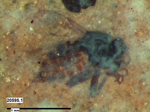 Diptera