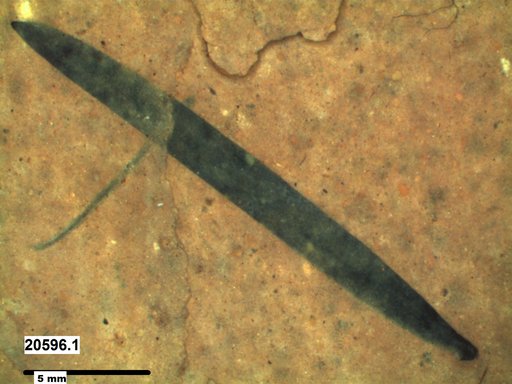 Tracheophyta