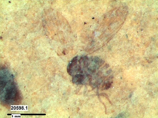 Psychodidae