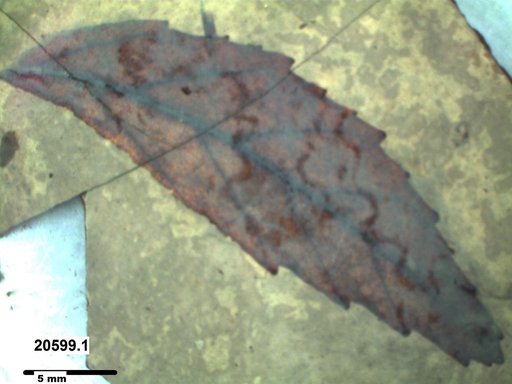 Tracheophyta