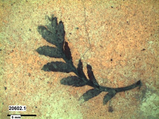 Tracheophyta
