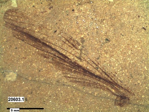 Insecta