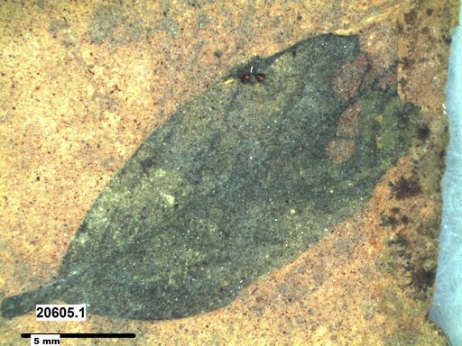 Tracheophyta