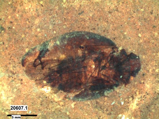 Genus sp