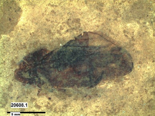 Genus sp
