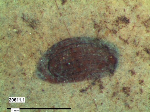 Tracheophyta