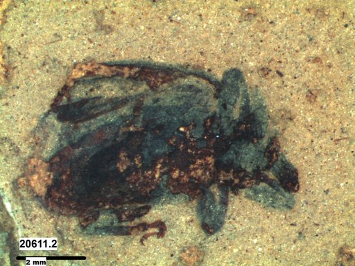 Genus sp