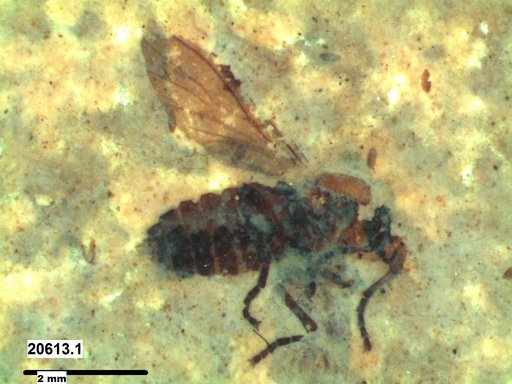 Diptera