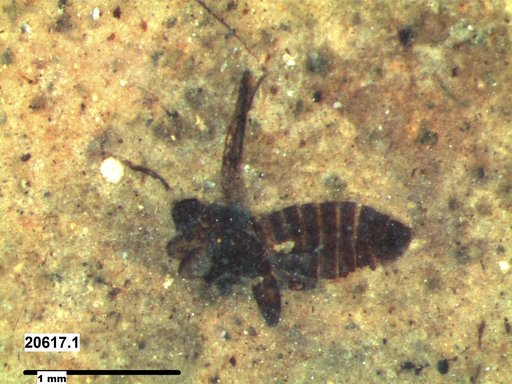 Genus sp