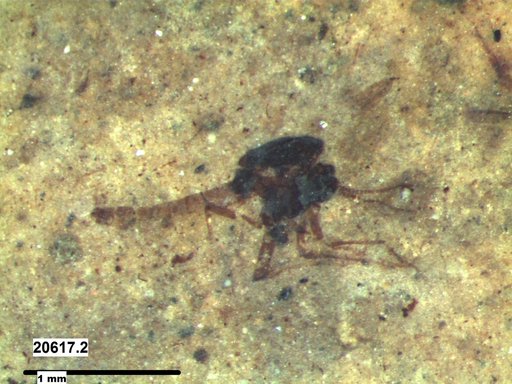 Diptera