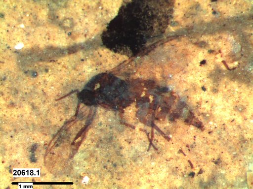 Sciaridae