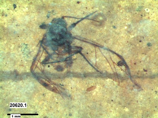 Aphididae