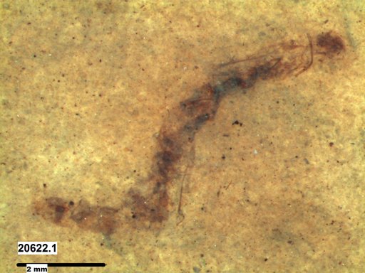 Genus sp