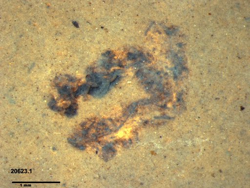 Genus sp
