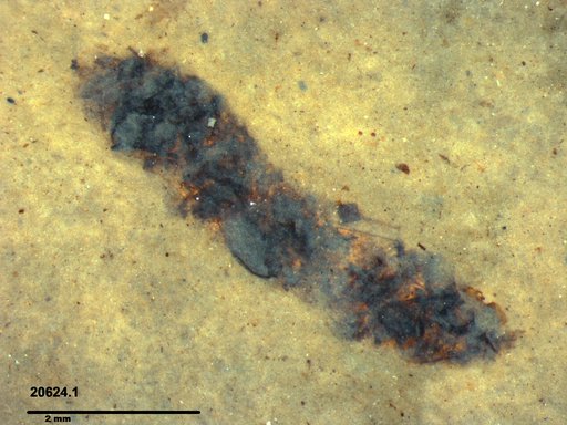 Genus sp
