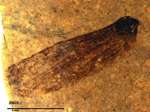 Tracheophyta