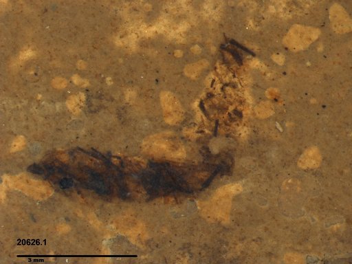 Genus sp