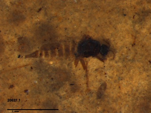 Diptera