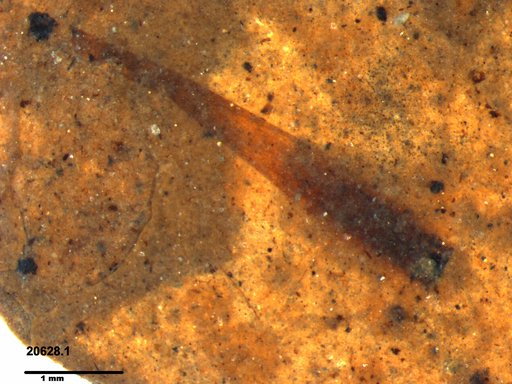 Tracheophyta