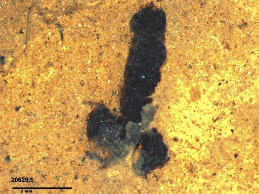 Genus sp