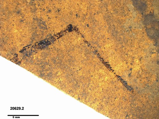Genus sp
