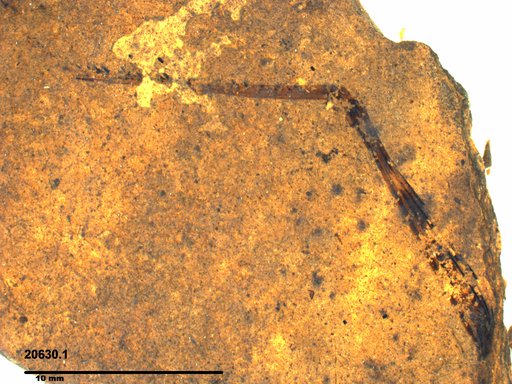Genus sp