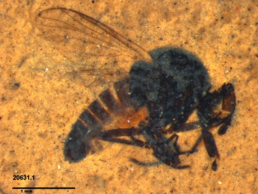 Diptera