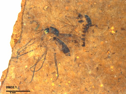 Mycetophilidae