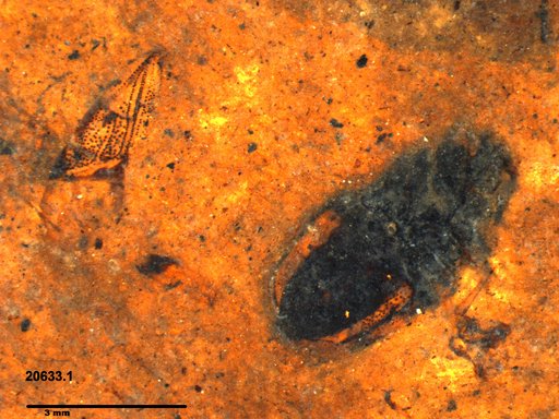 Lygaeidae