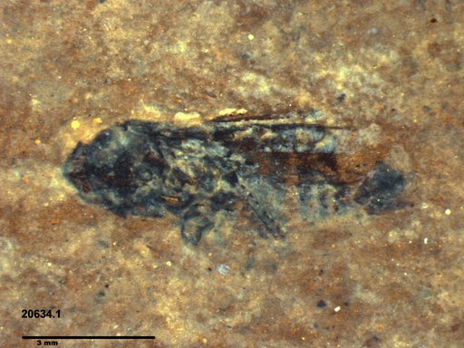 Genus sp