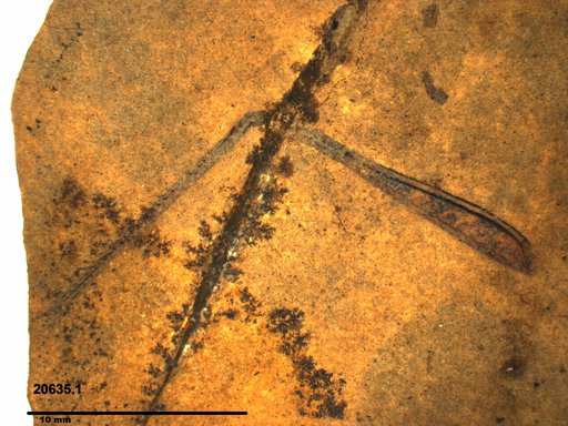 Genus sp