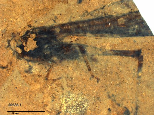 Genus sp
