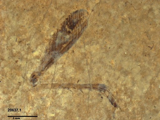 Genus sp