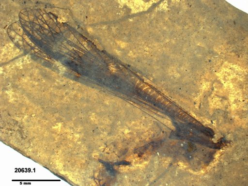 Genus sp