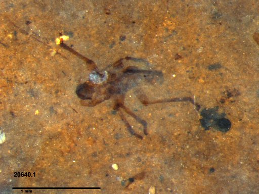 Genus sp