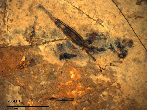 Genus sp