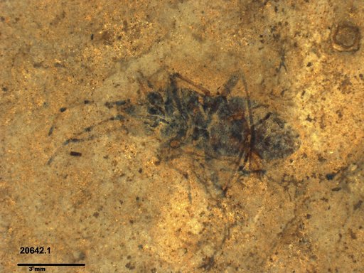 Genus sp