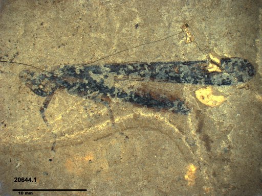 Genus sp