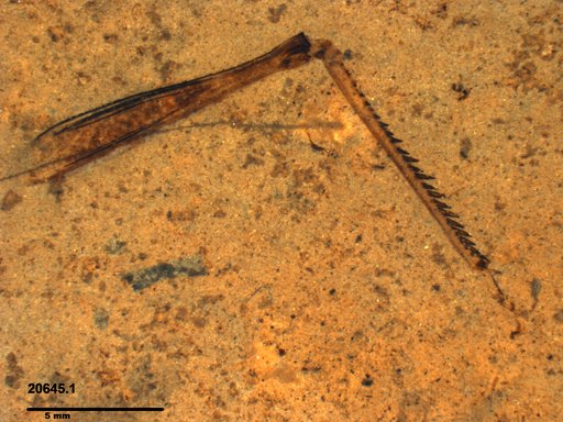 Genus sp