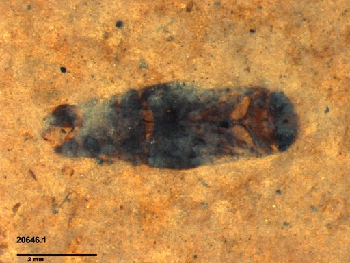 Corixidae