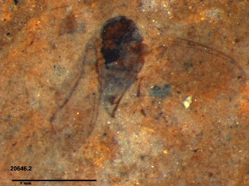 Diptera