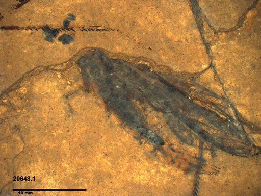 Genus sp